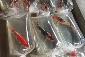 新入锦鲤到家后可以“开袋即食”？西安小袁分享新买锦鲤投喂法则图片