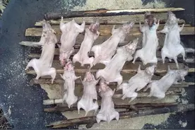 这也能吃？叫人匪夷所思，老鼠干烤制全过程！图片