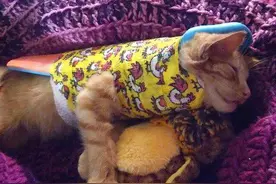 小猫被车撞倒奄奄一息，车主不顾离开，多亏遇到好心人捡回一条命图片