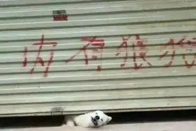 内有恶犬变成小乖乖，真相让你笑弯腰图片