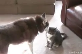 二哈对猫咪动手动脚，想撩猫咪，贱兮兮的让人大笑，最后却失败了图片