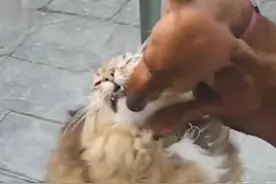 狗狗居然这样强吻猫咪，一看就是老司机啊，快上车，猫咪内心崩溃图片
