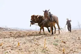 见过农村犁地、知道耱地吗图片