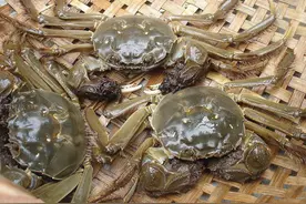在农村，掏螃蟹，很要胆识！图片
