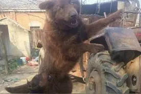 黑熊犬——有熊一般强壮的身躯，性格却暖暖的温顺且可爱图片