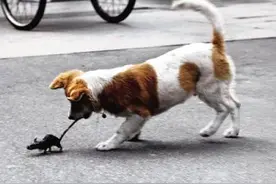 原来狗狗捉老鼠也是如此的厉害啊，算是见识到了......图片