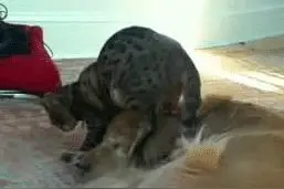 笑出强大：猫式按摩一个小时八十图片