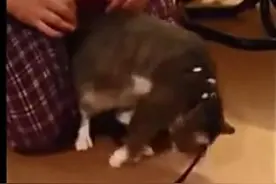 猫咪出门前各种装死，原因让男主人哭笑不得！图片