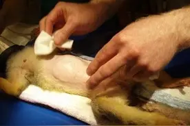 实拍：母猴难产，医生为其进行剖腹产过程图片