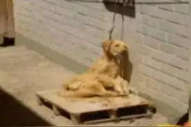 狗狗望着主人背后心中的委屈，直到身疲力尽图片