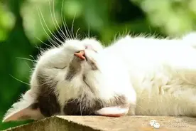 下辈子我想成为一只猫图片