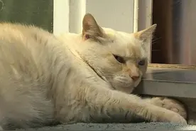 加拿大一只16岁的猫咪疯狂殴打7只比特犬 两只狗被送到医院治图片