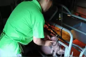 亮闪闪的阉猪神器制作和操作！（附尺寸数据）图片