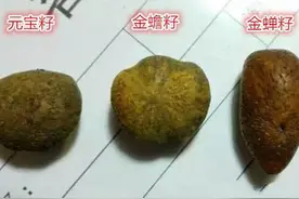 星月菩提图鉴（所有星月玩家都在找这篇文章）图片