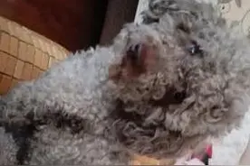 谁家的灰色泰迪犬丢了！赶紧领回家图片
