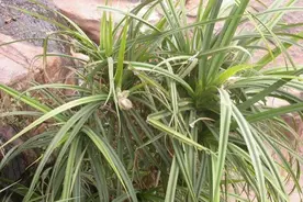 非洲有一种叫做“钻石草”的植物，人们竭力想找它！图片