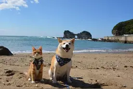 萌cry！超可爱的猫狗搭档旅行日本图片