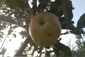 果农的叹息——苹果屁股上多长一个疤，身价就贬值好几倍。图片