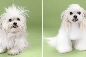 狗狗美容前后对比，简直就相当于整形嘛～图片