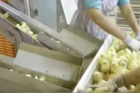 从看鸡肉工业化生产到猪肉回归匠心慢养之路图片