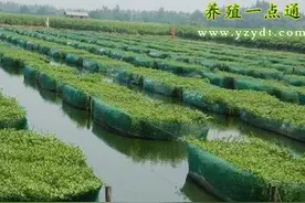 黄鳝自然产卵的人工孵养图片