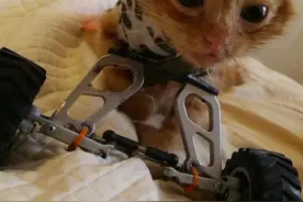 车祸颈椎破碎的小猫奇迹地在道路挪动，它的顽强感动众人图片