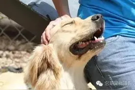为什么有的狗不让别人摸，一摸就咬人？图片