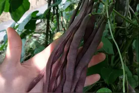 制作家常菜，农家晒干四季豆过程！图片