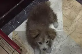 流浪狗狗为躲暴雨跳上车，正想赶它下车时，它的反应让人好心塞！图片