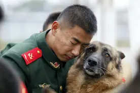 退役警犬：铁笼里消磨时光，大多活不过两年图片