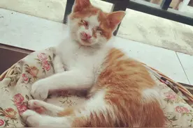 盲猫朵朵就代表美好图片