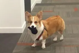 主人哭笑不得，狗狗喜欢藏臭袜子，用零食跟它换都不行，是不是傻图片