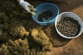 用大象粪便制作的咖啡 你敢喝吗？图片