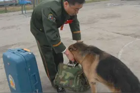 实拍一名军犬班战士退伍：因为有爱，分别太难图片
