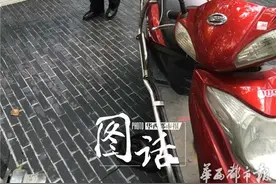 成都闹市天降黑蛇 吓坏路人图片