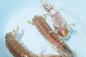 被海鲜扎伤快消毒图片