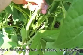 豆角好吃难挑选教你几招，一挑一个准，爱吃豆角