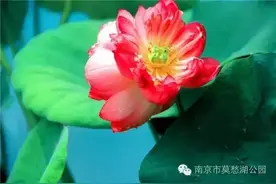 三喜临门！今天无数人跑来这里找南京最美“双胞胎”！图片