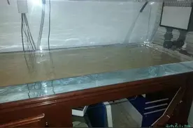 大缸系列，300加仑神仙鱼缸图片