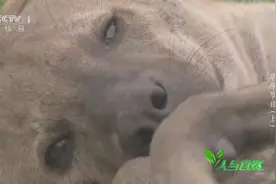 添丁进口 自然法则 草原节日里捕猎者和猎物永无止境的生死竞赛