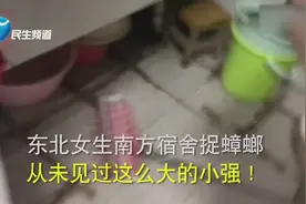 东北女生南方宿舍捉蟑螂 从未见过这么大的小强！视频封面