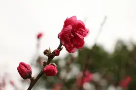 《云下苍穹》之五    又见桃花红（散文诗）图片