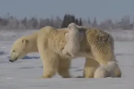 北极熊妈妈带着宝宝在雪地玩耍萌样，保证让你感到疗愈又清凉!图片