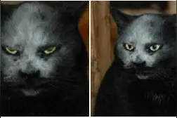 一只不小心撞到面粉袋子的猫，这要是半夜出来，估计会吓shi图片