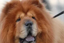 安静的狗狗得了口腔疾病，有哪些征兆是你没有注意到的？图片