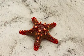 海底的星星—海星图片
