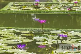 柳州园博园水生花卉展开幕，走 赏花去！图片