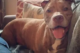 意外失去一边腿的斗牛犬，活得如此坚强让人敬佩图片