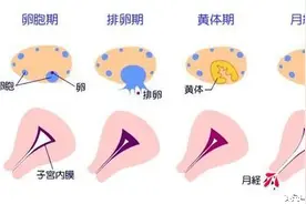 科学家称，用大姨妈护肤，胜过所有护肤品。图片