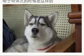 忍住别笑!全面解说哈士奇与狼大战,看到结果瞬间石化图片